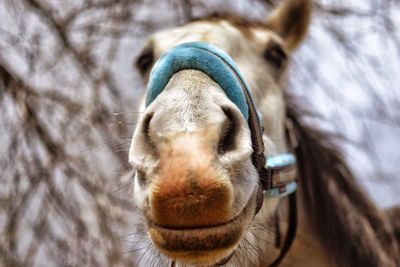 Close-up of horse