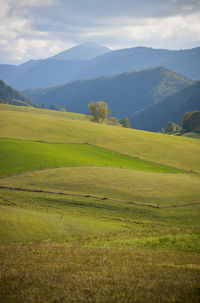Scenic view of field against sky