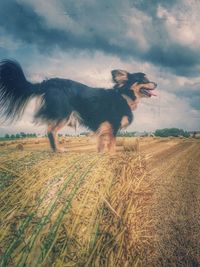 Cow standing on field against sky