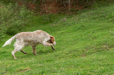 Lion running in a field
