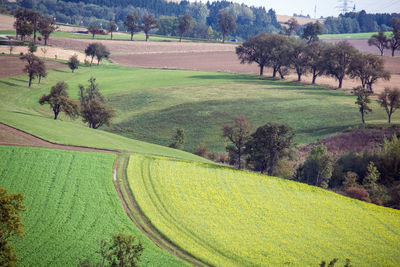 High angle view of agricultural field