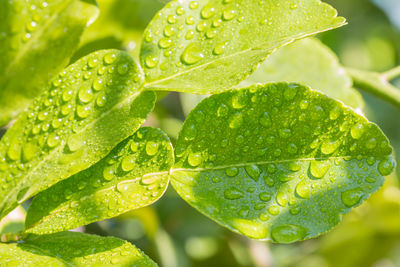 Close-up of wet plant leaves