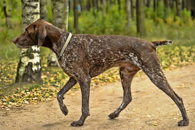 Full length of a dog on field