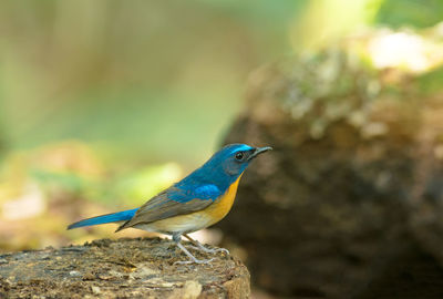 Close-up of bird perching on wood