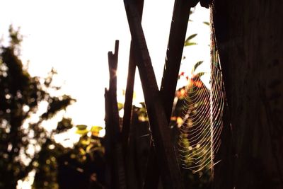 Close-up of spider web on tree