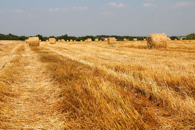 Hay bales in field