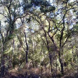 Low angle view of trees in forest