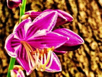 Close-up of purple flower