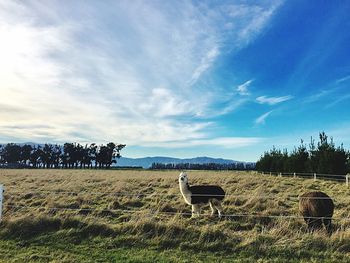 Hay bales on field against sky