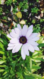 Close-up of white flower blooming outdoors