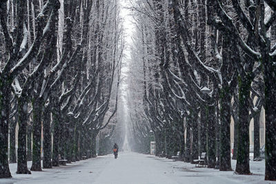 Road amidst trees in forest during winter