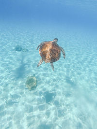 High angle view of bird in sea