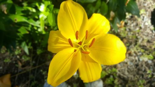 Close-up of yellow crocus blooming outdoors