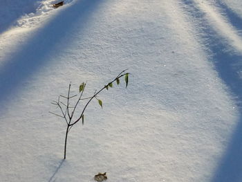 Plant growing on sand