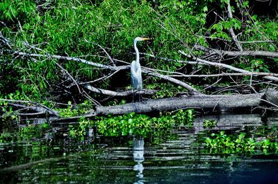 Bird on tree trunk in forest