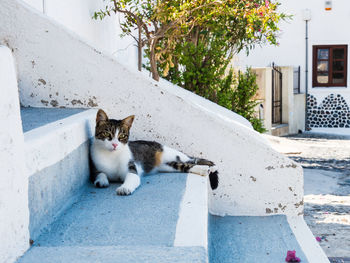 Portrait of cat relaxing on building in city