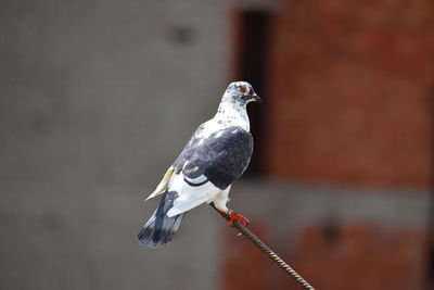 Close-up of bird perching outdoors