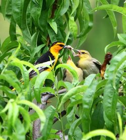 Close-up of bird perching on plant