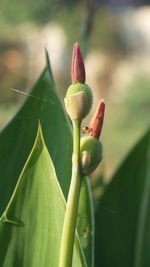 Close-up of plant growing outdoors