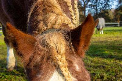 Close-up of a horse