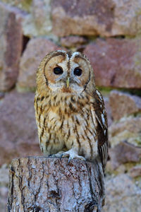 Portrait of a tawny owl 