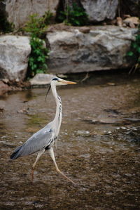 View of heron on rock against lake