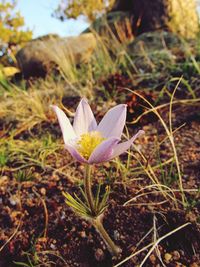 Close-up of crocus blooming outdoors