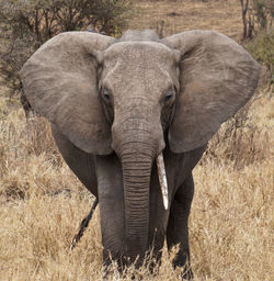 Portrait of elephant