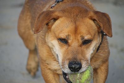 Close-up portrait of dog