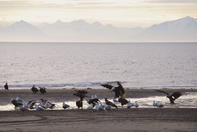 Flock of seagulls on beach