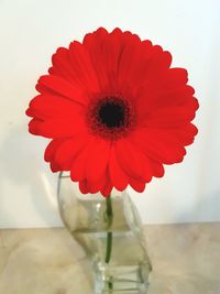 Close-up of red flower in vase