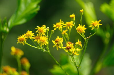 Close-up of yellow flowering plant