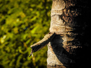 Close-up of tree trunk in forest