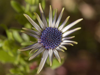 Close-up of purple flower