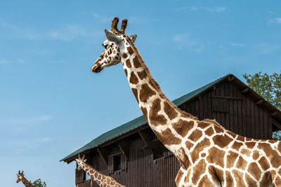 Low angle view of giraffe