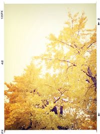 Trees against sky