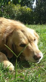 Dog resting on grass