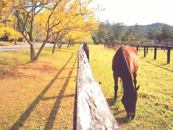 Horse standing on field during autumn