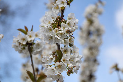 Close-up of cherry blossom tree