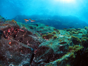 High angle view of turtle swimming in sea