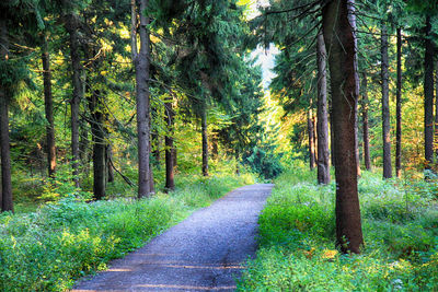 Road amidst trees in forest