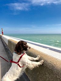 Dog sitting on beach against sky