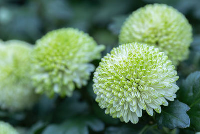 Close-up of green flowering plant