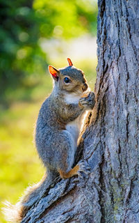 squirrel
