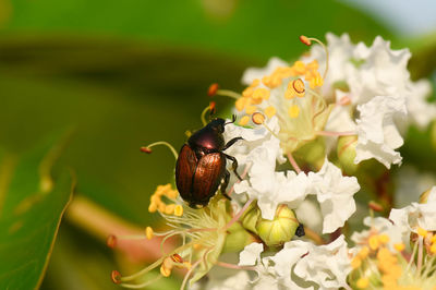 Close-up of honey bee pollinating on flower