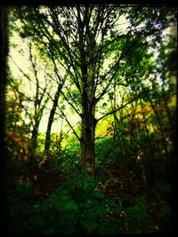 Trees in forest