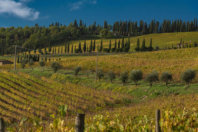 Scenic view of vineyard against sky