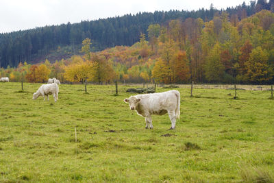 Cows in nature, kühen im weide, gazing cows