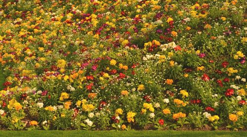 Yellow flowers growing on field