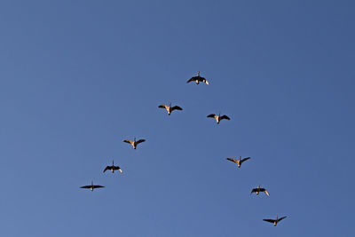 Low angle view of birds flying in the sky